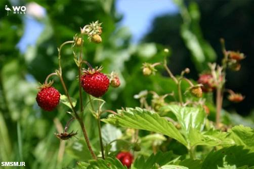 Wild strawberries plant